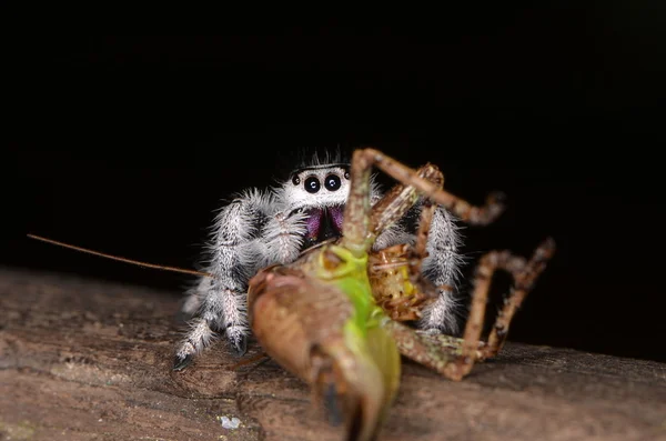 Ugrás pók (Phidippus regius) Antillai-szigetekről — Stock Fotó