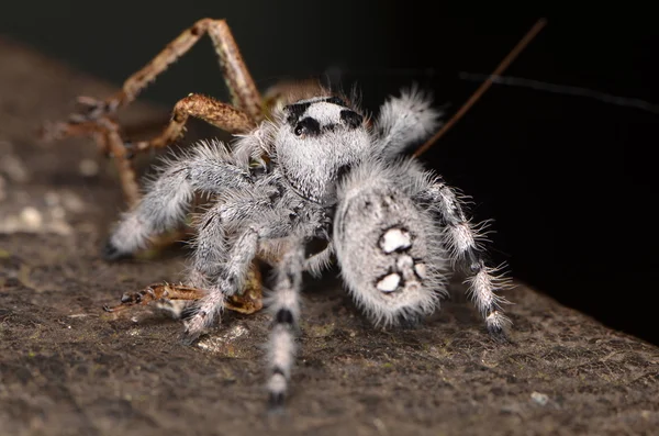 Jumping spider (Phidippus regius) from Antillean islands — Stock Photo, Image