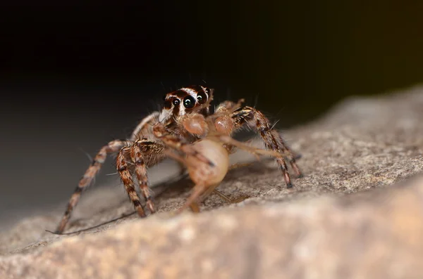 Springspinne (plexippus petersi)) — Stockfoto