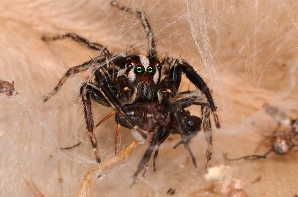 Örümcek (Plexippus petersi atlama) — Stok fotoğraf