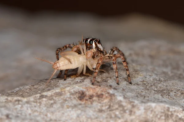 Springspinne (plexippus petersi)) — Stockfoto