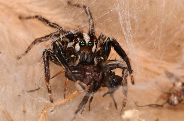 Salto de araña en la naturaleza — Foto de Stock