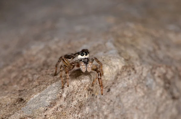 Aranha saltadora (Pseudicius encarpatus ) — Fotografia de Stock