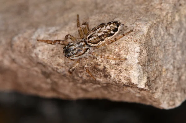 Прыгающий паук (Pseudicius encarpatus ) — стоковое фото