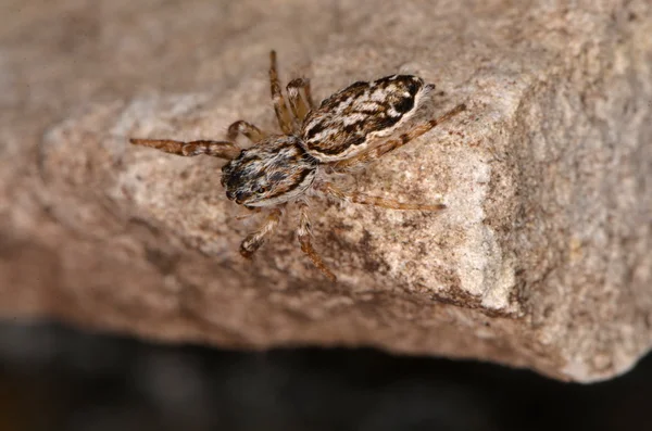 Hoppande spindel (Pseudicius encarpatus) — Stockfoto