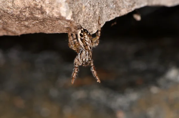 Araña saltarina (Pseudicius encarpatus ) —  Fotos de Stock