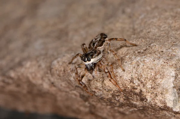 점프 거미 (Pseudicius encarpatus) — 스톡 사진