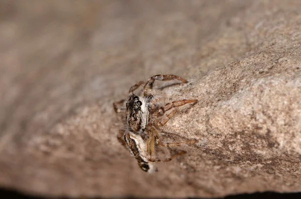 Pająk skoków (Pseudicius encarpatus) — Zdjęcie stockowe