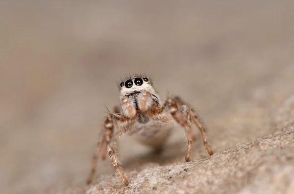 跳蛛 (Pseudicius encarpatus) — 图库照片