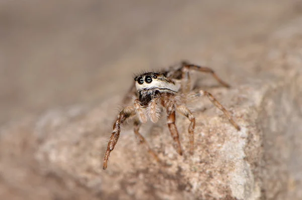 점프 거미 (Pseudicius encarpatus) — 스톡 사진