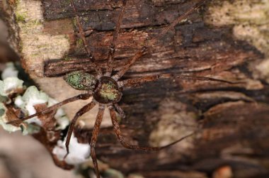 Çim çalışan-örümcek (Philodromus cespitum)