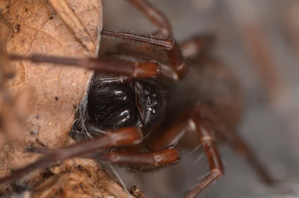 Spinne in der Natur — Stockfoto