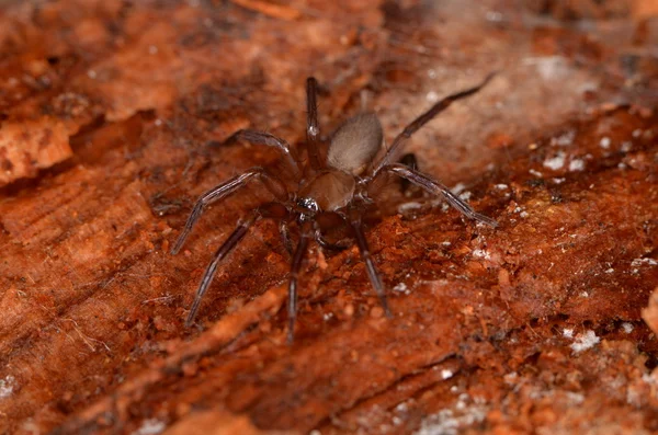 Spinne in der Natur — Stockfoto