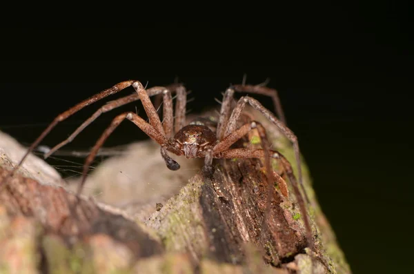 Araña de césped (Philodromus cespitum ) —  Fotos de Stock