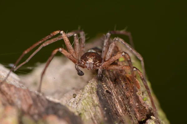 Trávník běh pavouk (Philodromus cespitum) — Stock fotografie