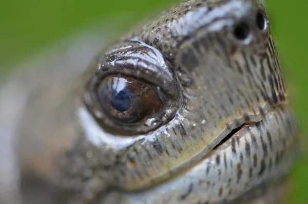 Asiatische Blattschildkröte — Stockfoto