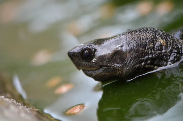Азиатская листовая черепаха — стоковое фото