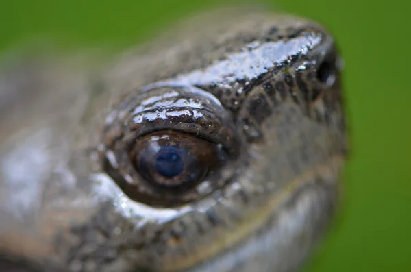 Asiatische Blattschildkröte — Stockfoto