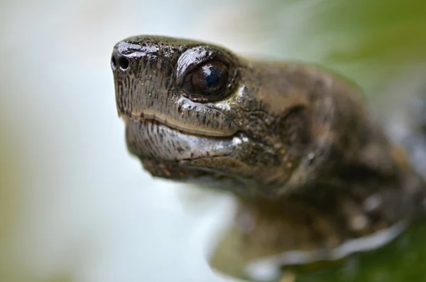 Asya leafe kaplumbağa — Stok fotoğraf