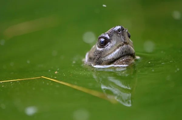 Aziatische leafe schildpad — Stockfoto