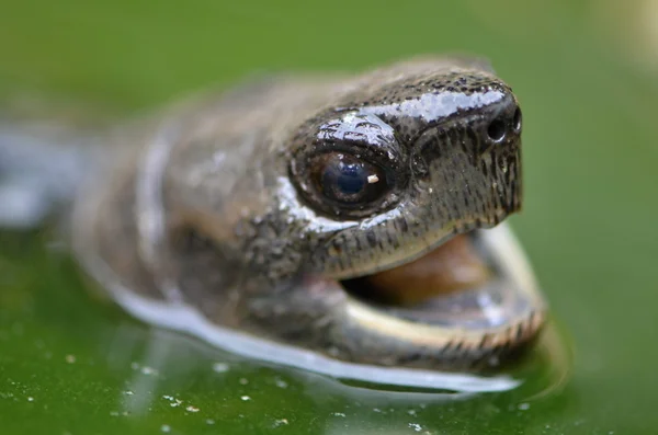 Aziatische leafe schildpad — Stockfoto