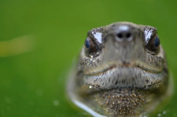 Asiatische Blattschildkröte — Stockfoto