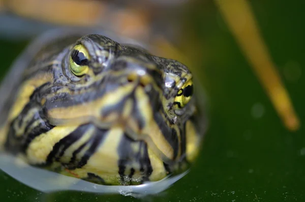 Red-eared Slider — Stock Photo, Image