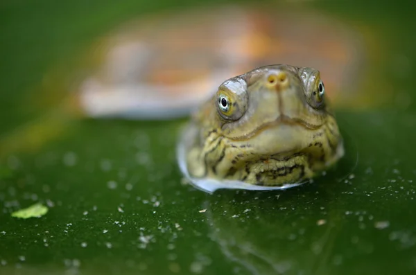 Mauremys leprosa saharica — Stok fotoğraf