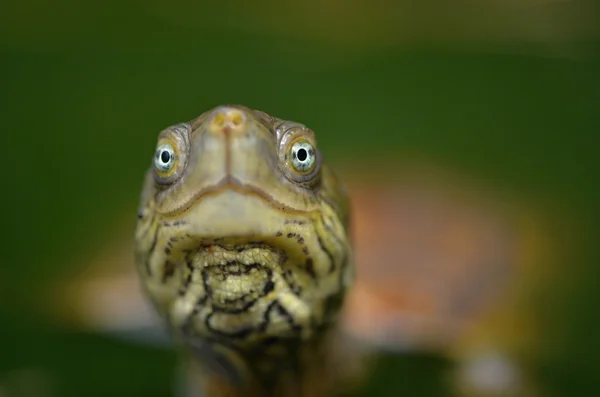 Водяні черепахи leprosa saharica — стокове фото