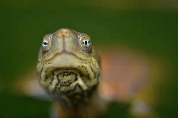 Водяні черепахи leprosa saharica — стокове фото