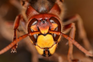 Avrupa eşek arısı (Vespa crabro)
