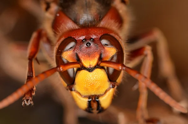 Włócznik europejski (Vespa crabro)) — Zdjęcie stockowe