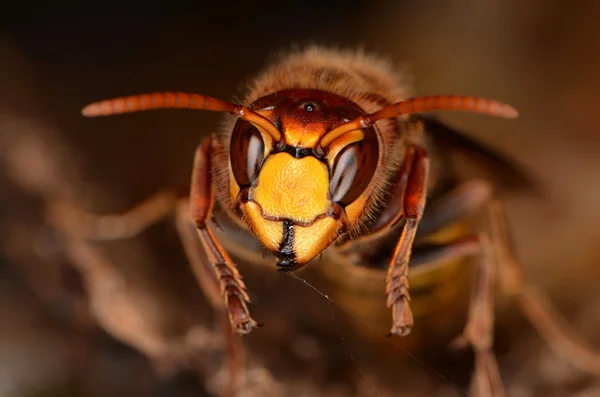 Avispón europeo (Vespa crabro ) — Foto de Stock