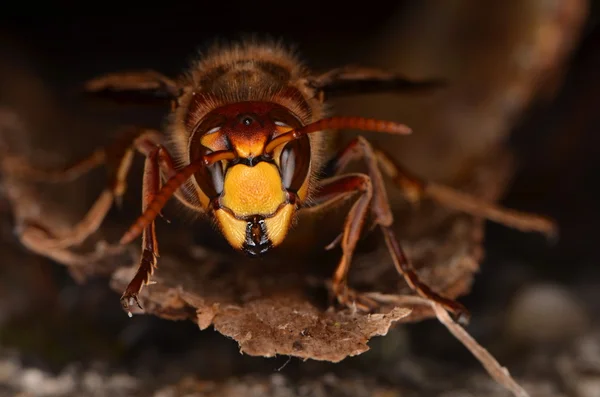 Avrupa eşek arısı (Vespa crabro) — Stok fotoğraf