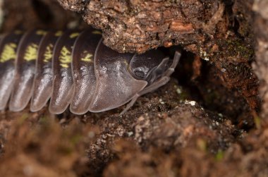 Tespih böceği Armadillidium depressum