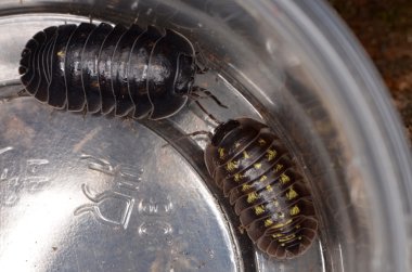 Tespih böceği Armadillidium depressum