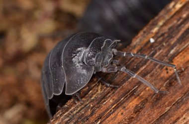 Tespih böceği Armadillidium depressum