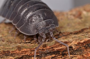 Tespih böceği Armadillidium depressum