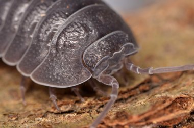 Tespih böceği Armadillidium depressum