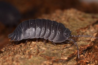 Tespih böceği Armadillidium depressum