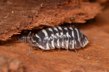 Tespih Armadillidium maculatum