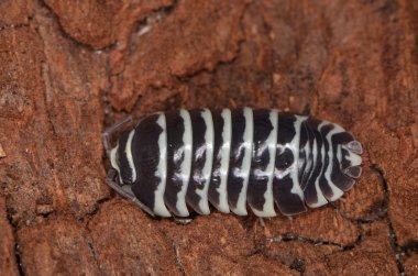 Tespih Armadillidium maculatum