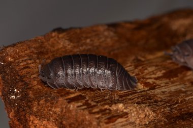Tespih böceği Armadillidium nasatum