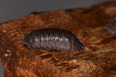 Tespih böceği Armadillidium nasatum