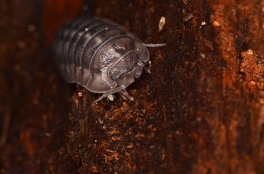 Tespih böceği Armadillidium nasatum
