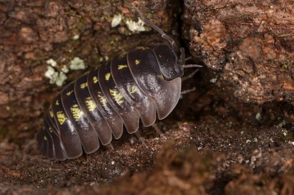 Мокриці Armadillidium depressum — стокове фото