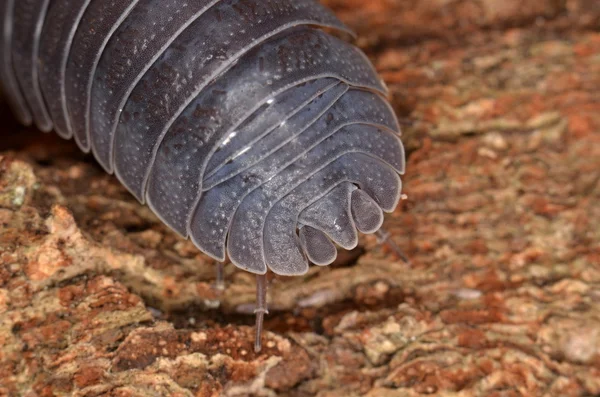 Woodlouse Armadillidium depressum — Stock Photo, Image