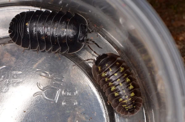 Woodlouse Armadillidium depressum — Φωτογραφία Αρχείου