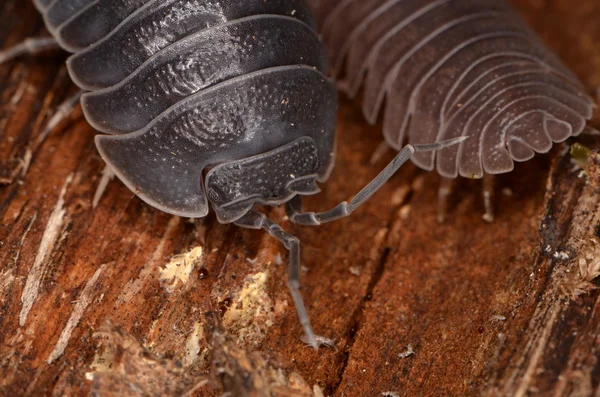 Мокриці Armadillidium depressum — стокове фото