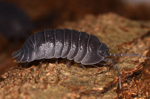 Piolho-de-madeira Armadillidium depressum — Fotografia de Stock